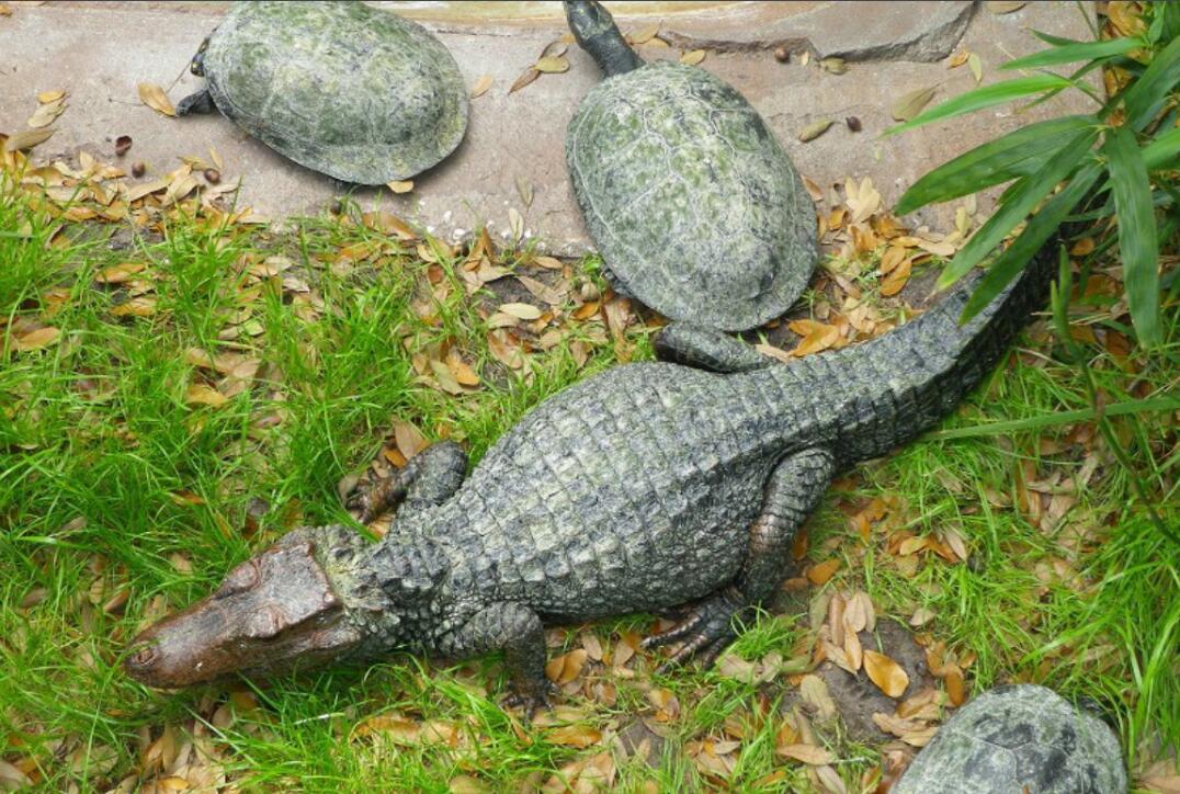 世界上最小的鳄盾吻古鳄母鳄能平衡所产儿女的比例被列为濒危物种