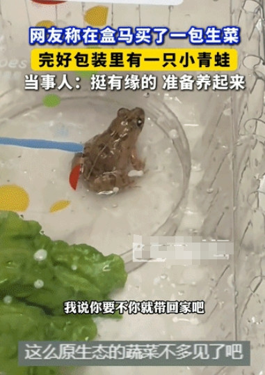 浙江杭州，女子去朋友家吃饭，去之前在盒马买了一盒生菜，正当女子拆开包装准备洗菜的