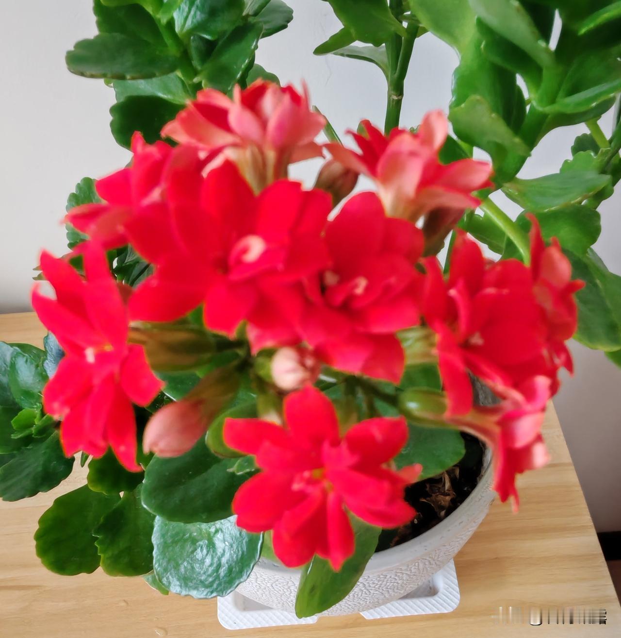 分享一组我家的长寿花，长寿花开，喜迎新春，花期长长，寓意美好，花开美丽，吉祥如意