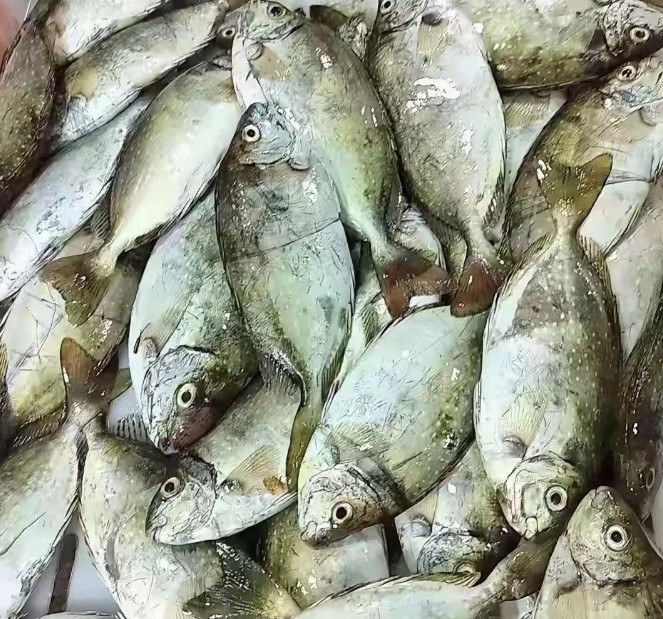 海南人为何偏爱这种“臭鱼”？叫你闻了想跑，吃了上头！