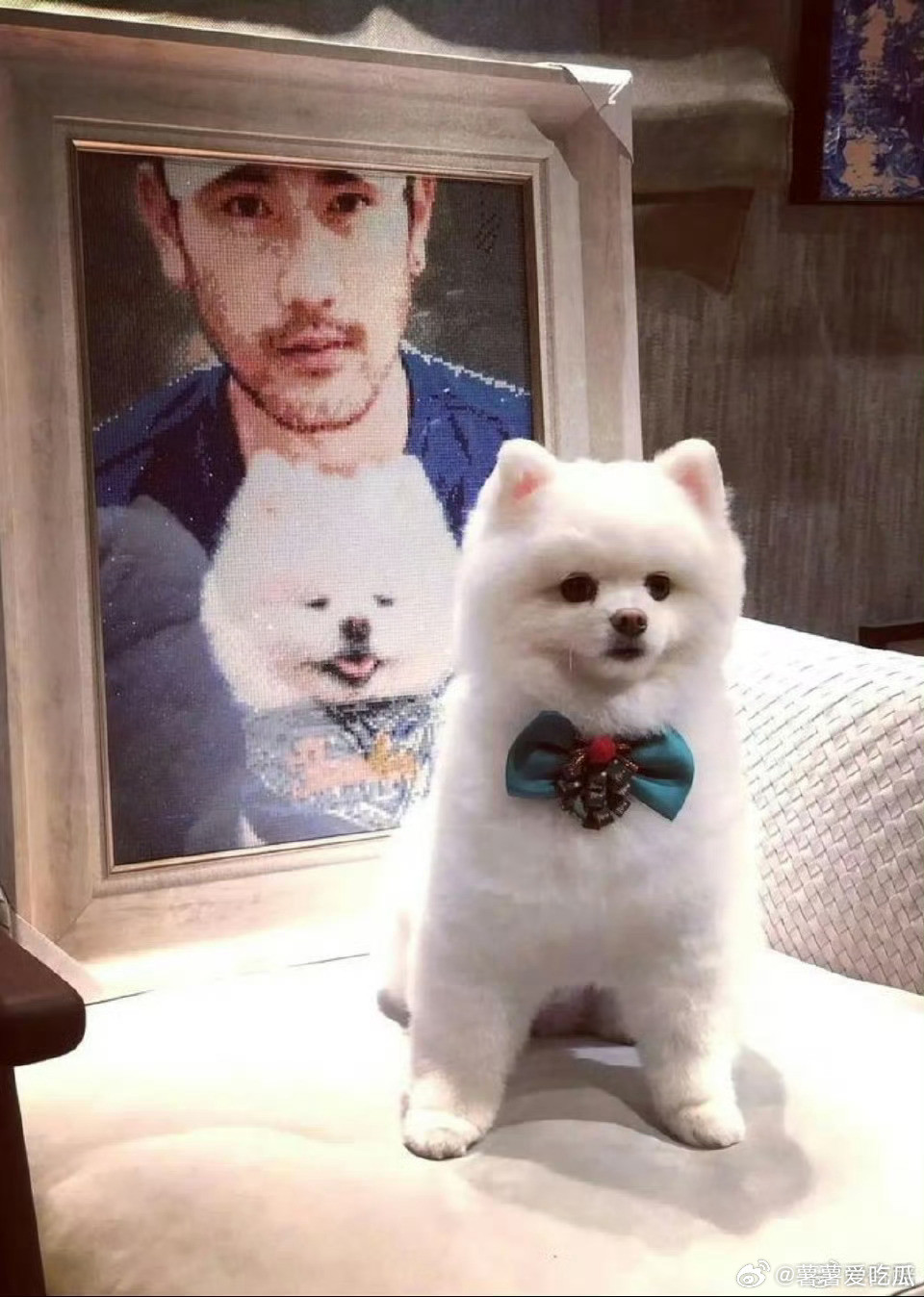 高以翔的狗狗去世了帝欧去天堂找爱它的爸爸和爷爷了​​​