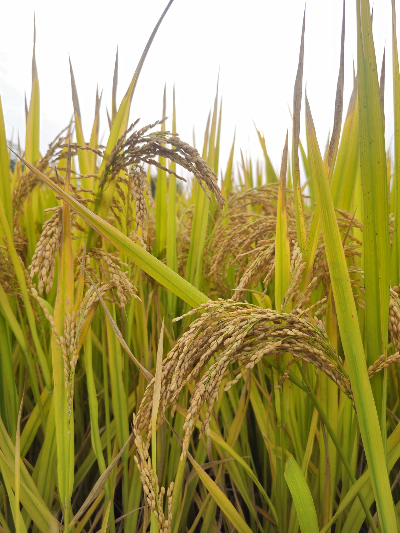 作为地道的北方人还是第一次看到水稻秋收周末闲来无事和朋友约了去良渚玩正巧