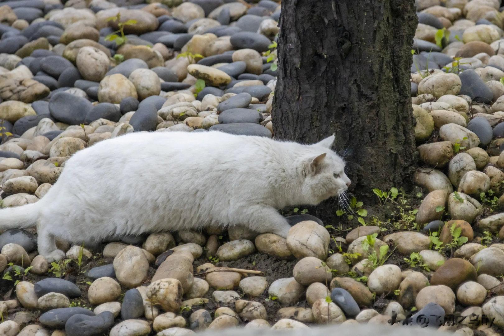 出击的猫！