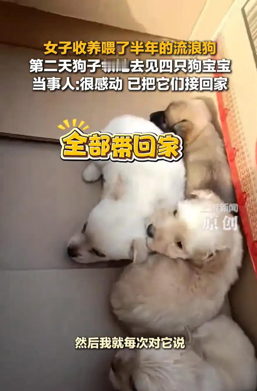 河南，女子一直投喂流浪狗，看狗子怀孕了，就开玩笑说了句“能不能以后送一只给我”，