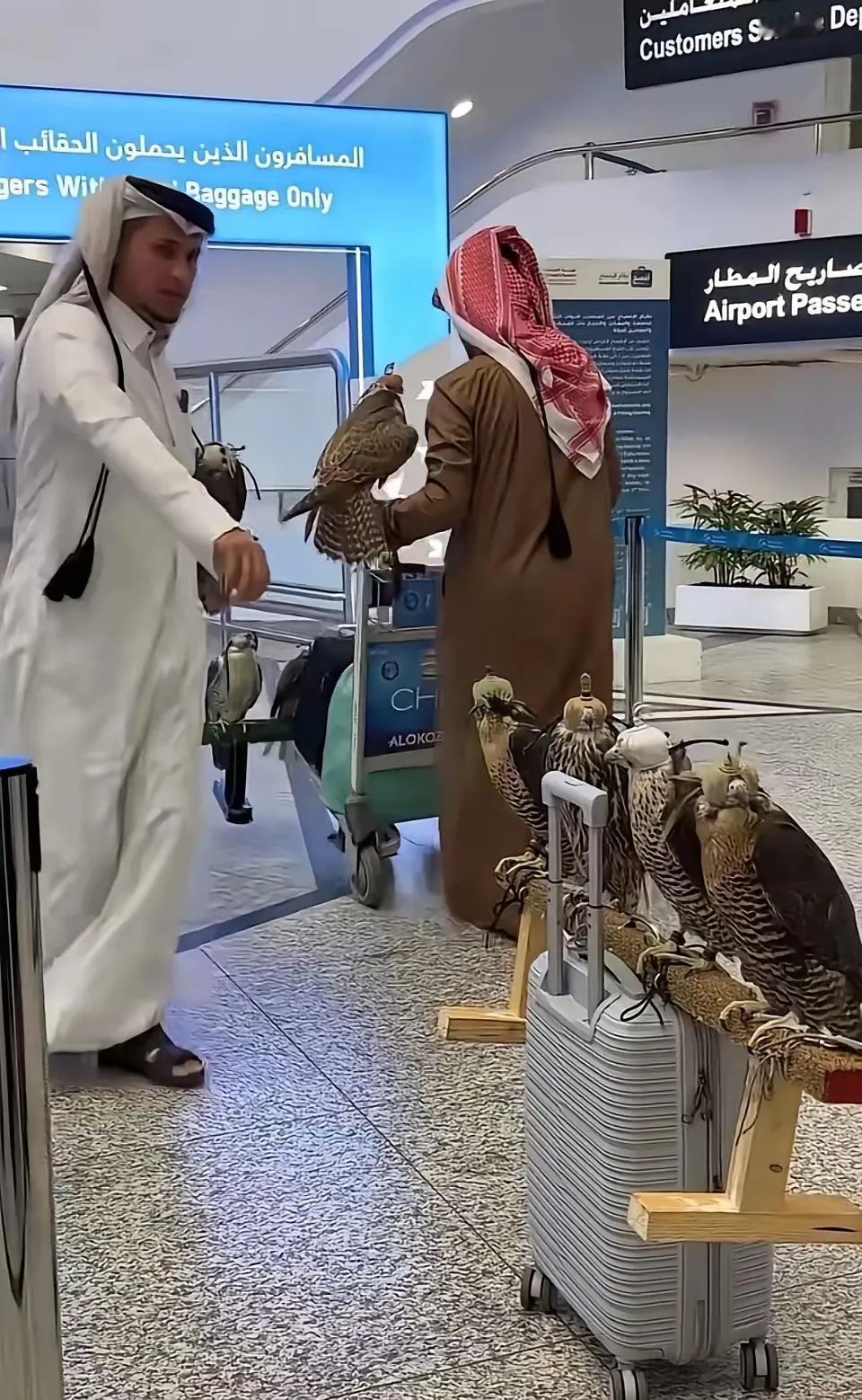 谁懂啊！迪拜机场这一幕，直接把我看呆了！在迪拜偶遇两位土豪，随身带着10只海东