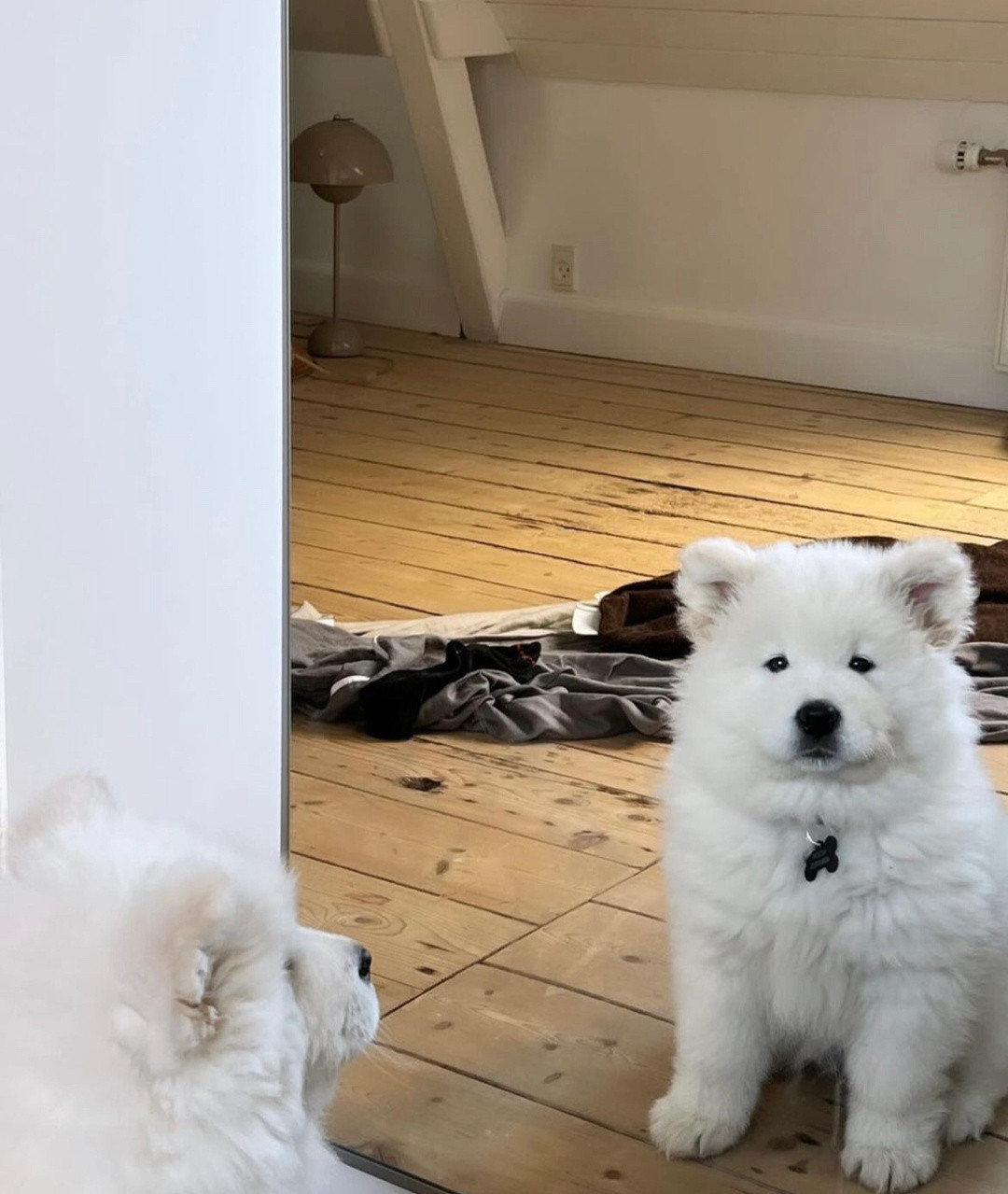 萨摩耶：原来我是一只小呆瓜啊