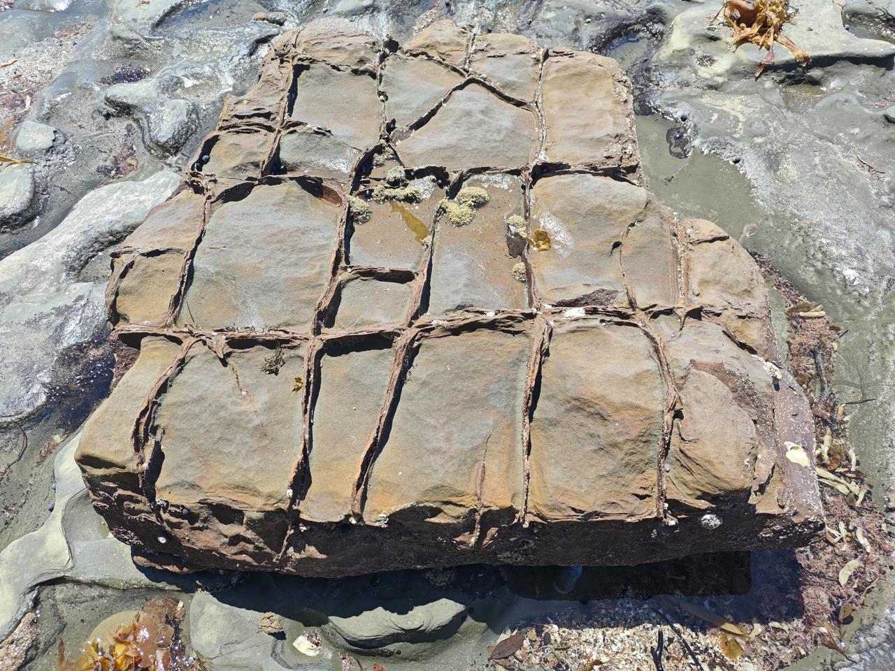 “豆腐岩”，你见过吗？前几天，在奥克兰北区的海湾游览时，看见了这块罕见的“豆