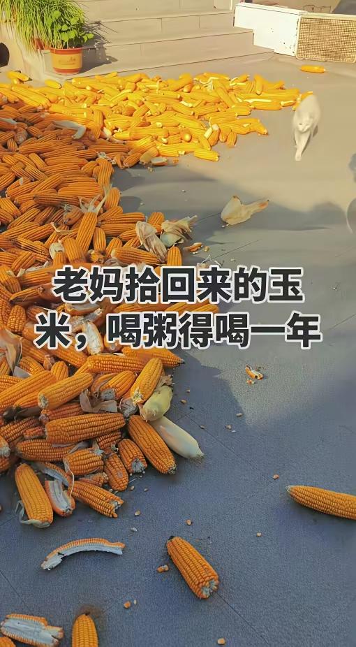 这是网上晒的，老妈捡回来的玉米，喝粥得喝一年，很多人不信，这可能吗？农村家家
