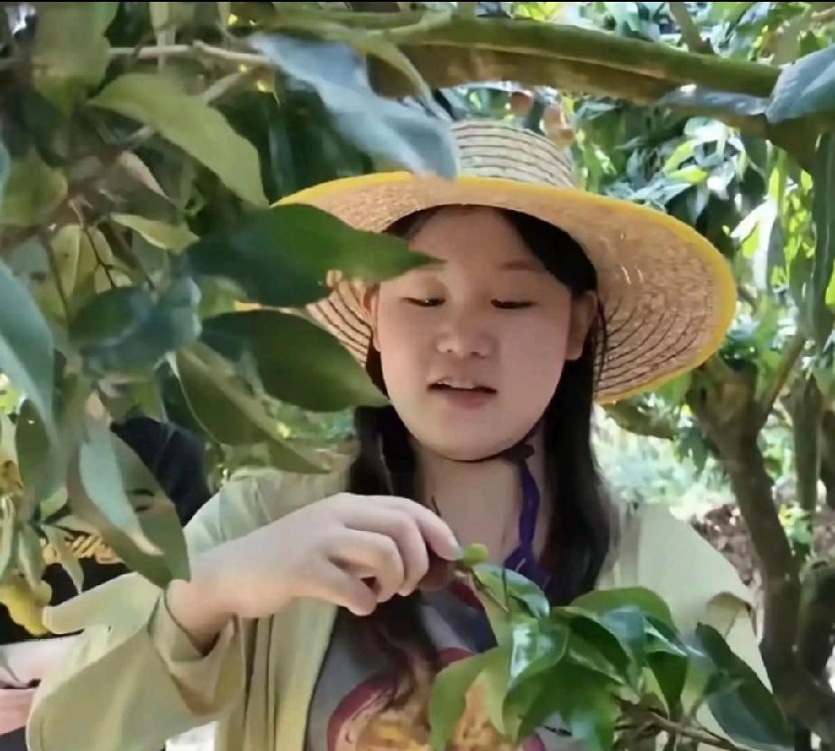 张家齐现身湛江迈合村，头戴草帽在荔枝园摘鲜果，褪去奥运冠军光环，模样像邻家小村姑