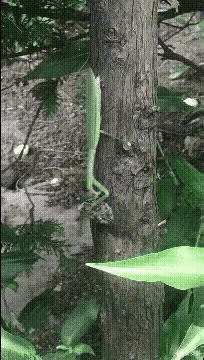 螳螂捕蝉，黄雀在后，古人诚不我欺！今天算是亲眼见识了教科书级别的现场。