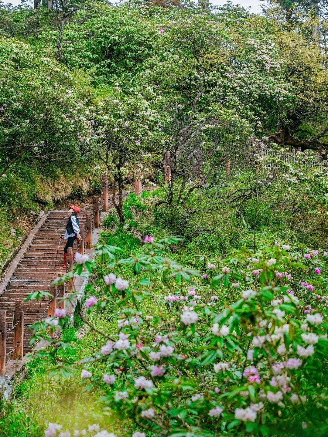 5月6日-7月10日瓦屋山免门票啦！60万亩原生杜鹃林海开满山