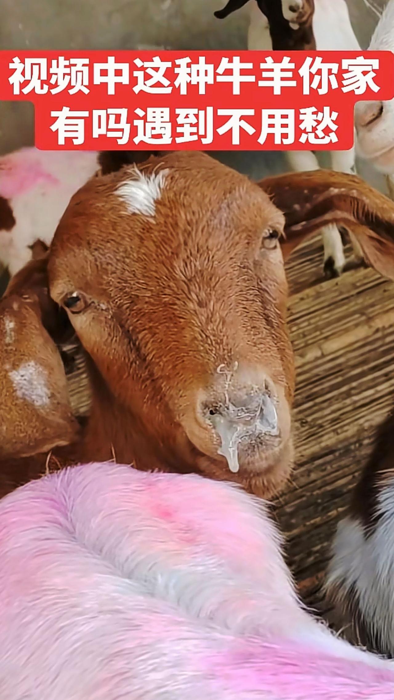 养羊人牛羊感冒流鼻涕农村养羊牛羊咳嗽