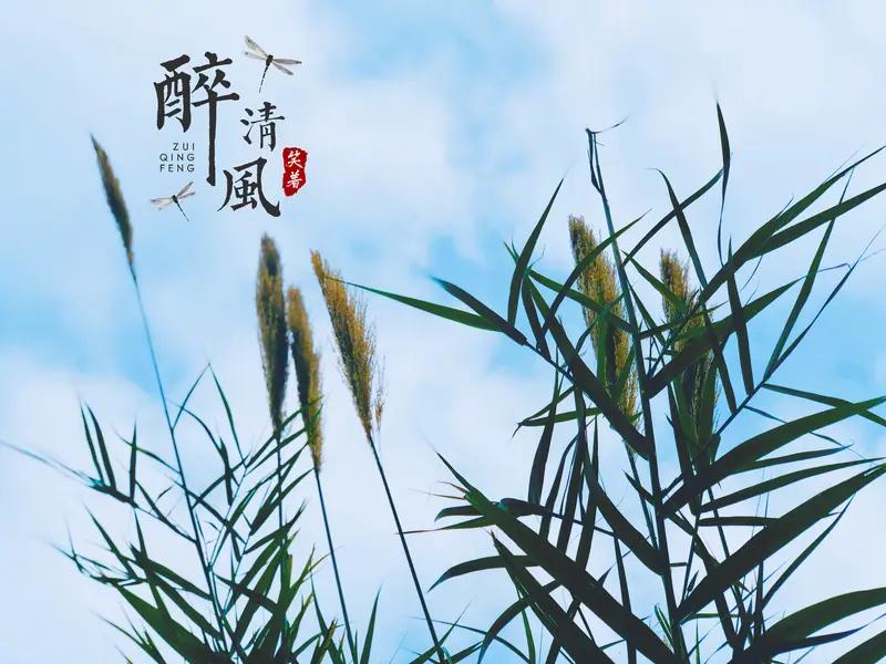 上联:几缕清风花弄影，邀君赐下联一湾明月水泛光。