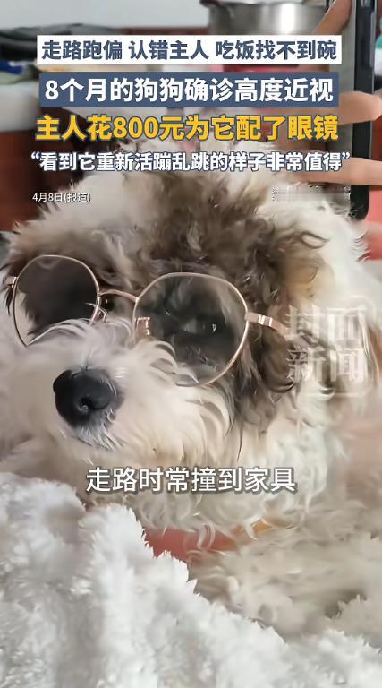 “笑不活了！”河南，一女子养了只小狗，它吃饭时总要趴在地上找食物，并且老撞到家