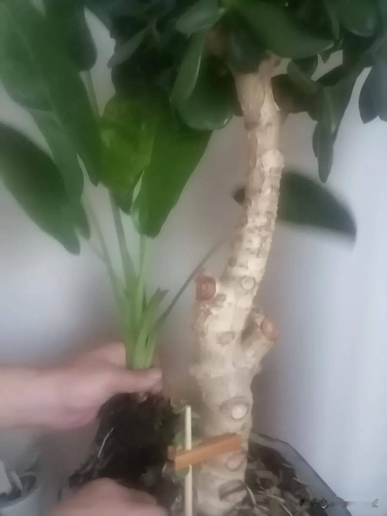我今天真实感受了一把“有心栽花花不开，无心插柳柳成荫”的现实事情是这样的，我公