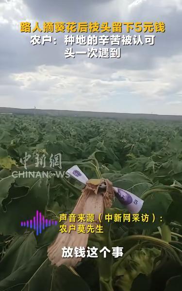 太讲究了！新疆塔城，一农户发现，自家葵花田里少了一朵葵花，刚开始他以为遭了小偷，