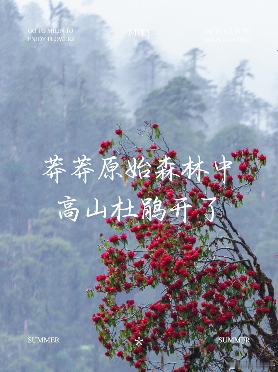 米林杜鹃盛景每年4月中旬到6月底的米林，杜鹃花在原始森林、沟谷山坡肆意绽放！绘