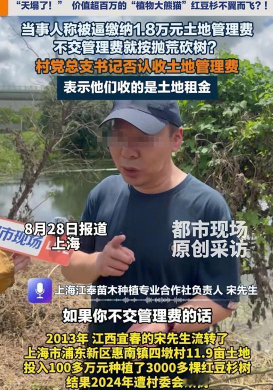 3000多棵红豆杉被齐根砍掉，11.9亩土地很快又种上了水稻，更让人想不明白的是