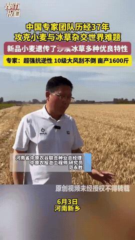 “这才是中国力量！”中国专家团队，历经37年攻克小麦与冰草杂交的世界难题。终于，