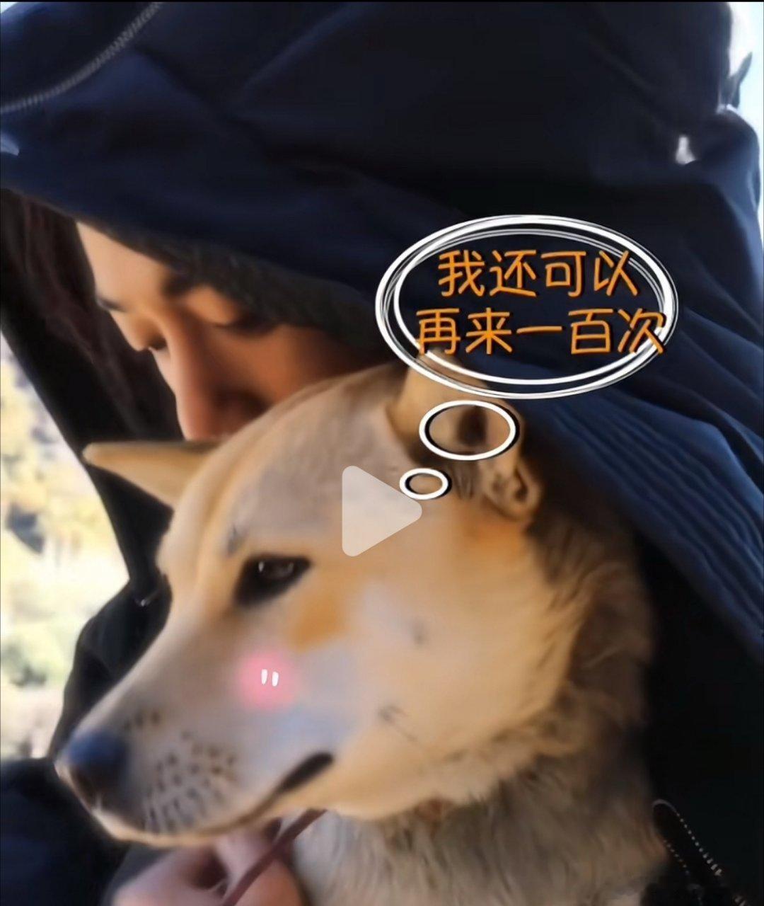 发现只要肖战抱过的小动物，无论在动物界、人界都是相当有名。肖如愿，被肖战抱过，从