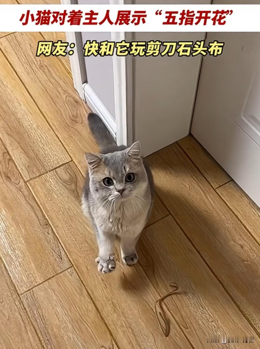 谁家小猫咪一伸手就是五指开花啊🐾肉垫粉粉嫩嫩，直接对着我摊开小爪子这是在邀