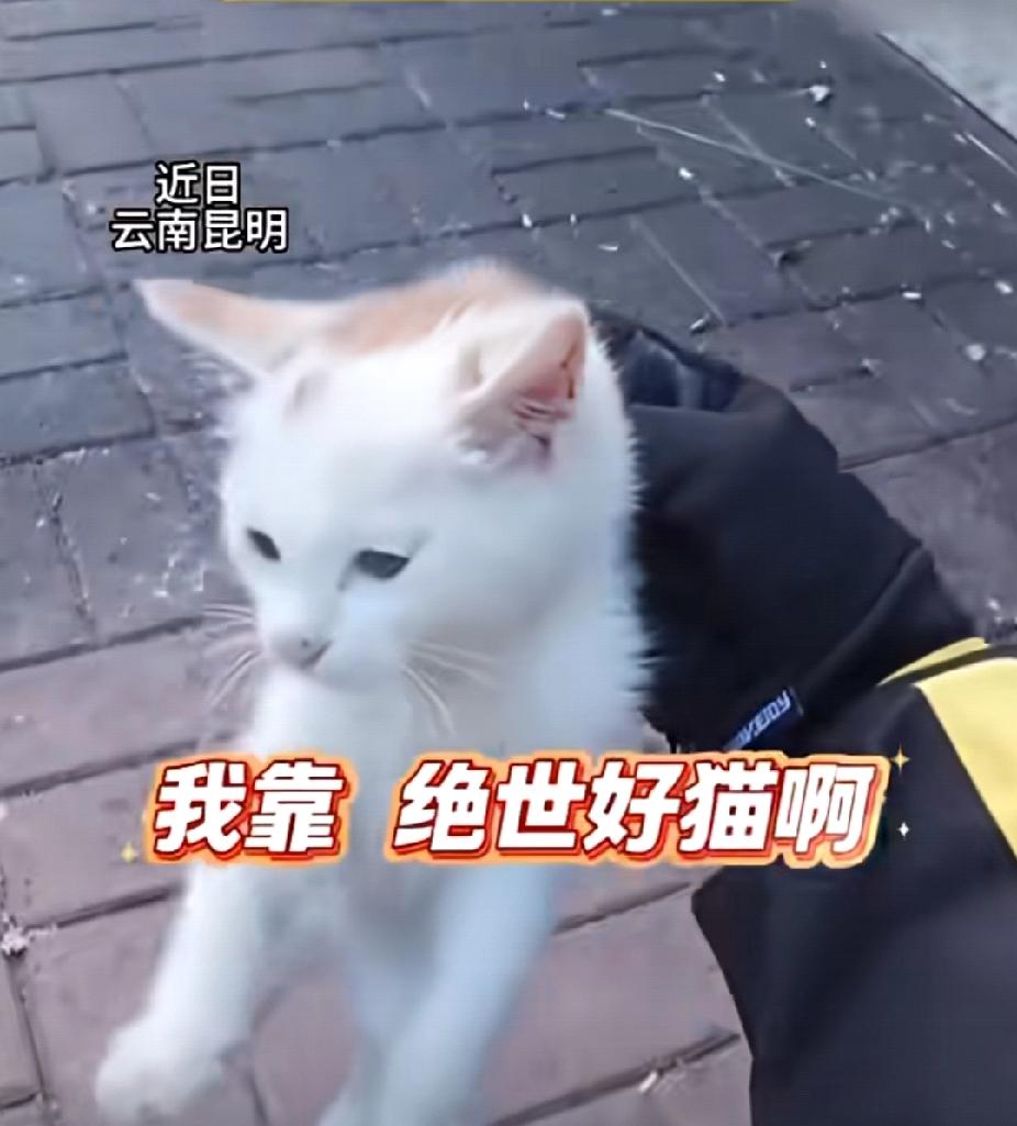 尴尬！近日，云南昆明一外卖小哥看到一只“神颜”流浪猫，欲收养找临街老板要袋子“装