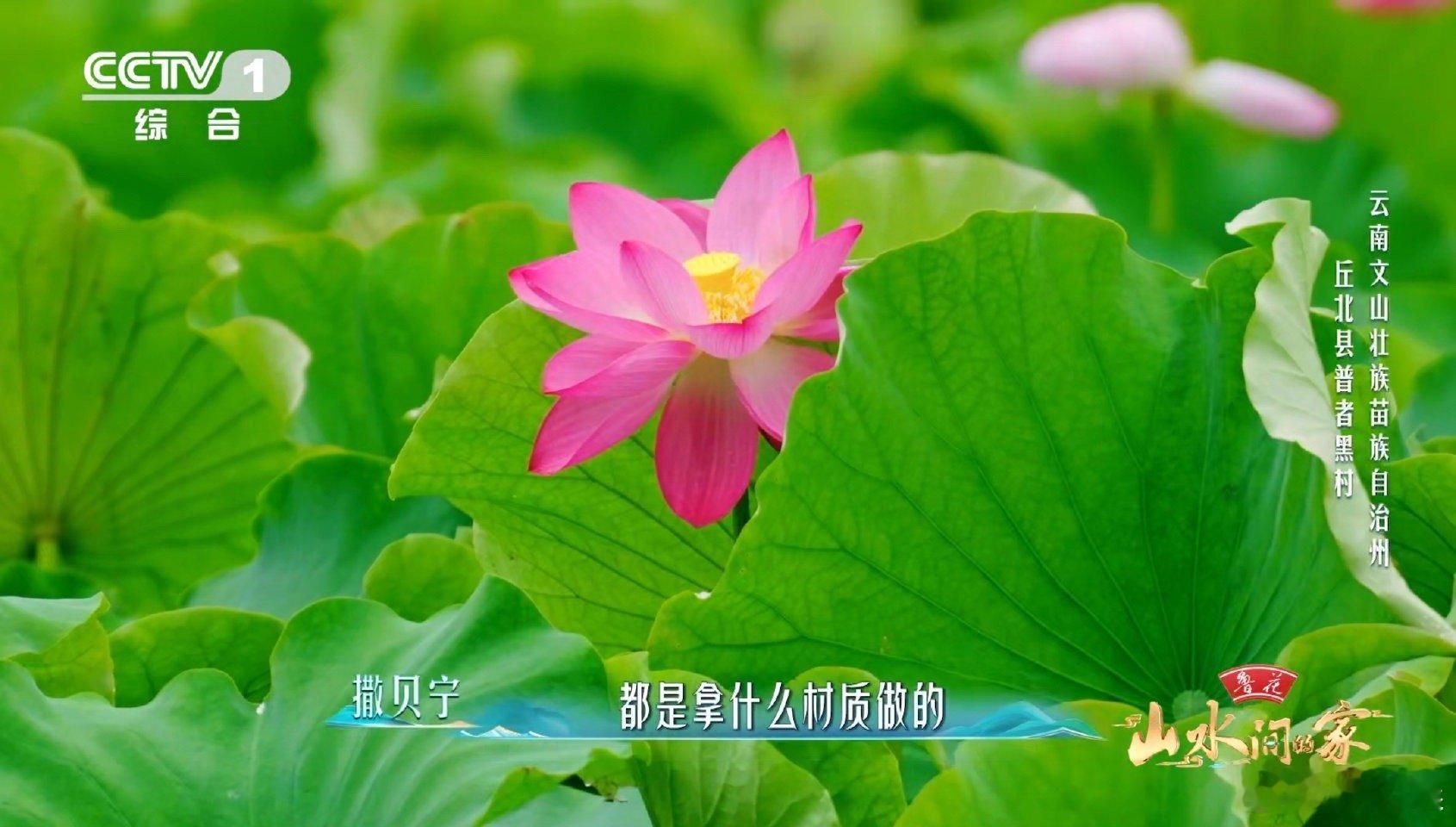 云南一村集齐300多种荷花于适万亩荷塘中找到稀有款普者黑的夏天，是属于荷花的。