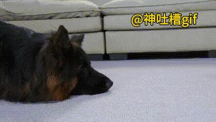 有爱的狗妈妈：小猫咪来到了大狗的面前，大狗对小猫咪非常宠爱，各种关怀备至，小猫咪
