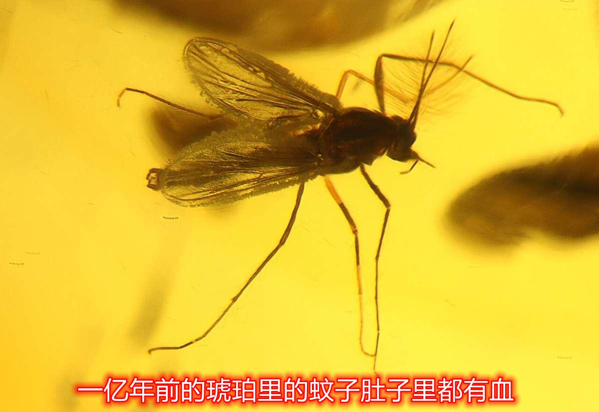 对人类来说，谁是最可怕的动物？答案是小小的蚊子。在地球上所有动物中，蚊子之所以