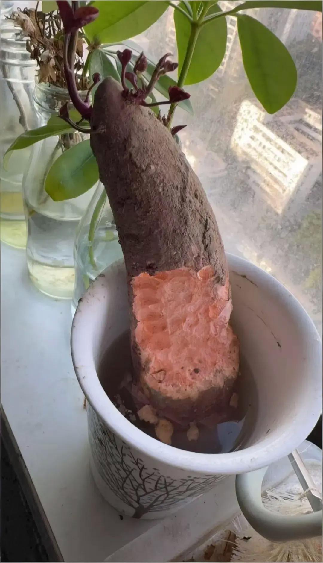 这么高还能有耗子吗