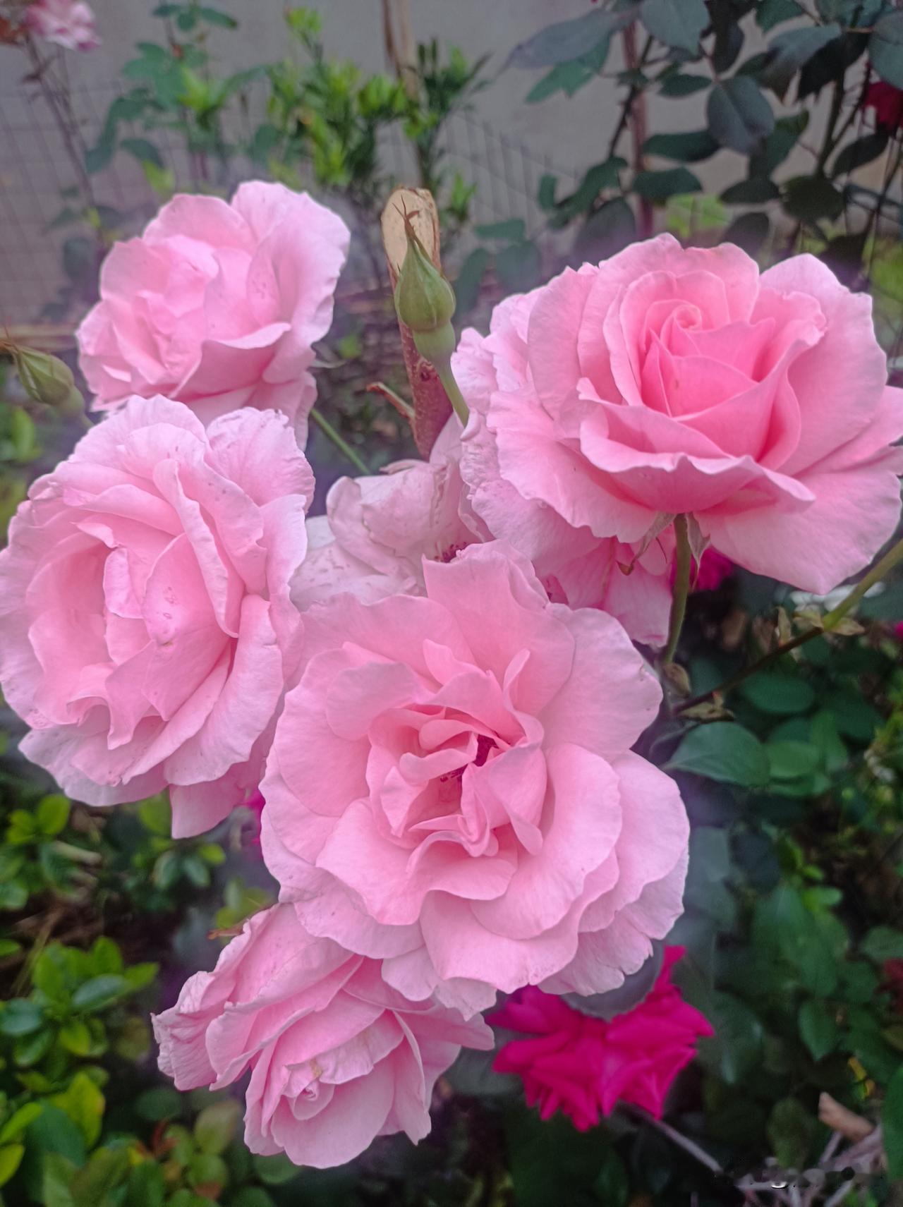 我一堂妹是个狠人，她出生大概三个月左右给她姨养了，因为按当时计划生育她属于超生