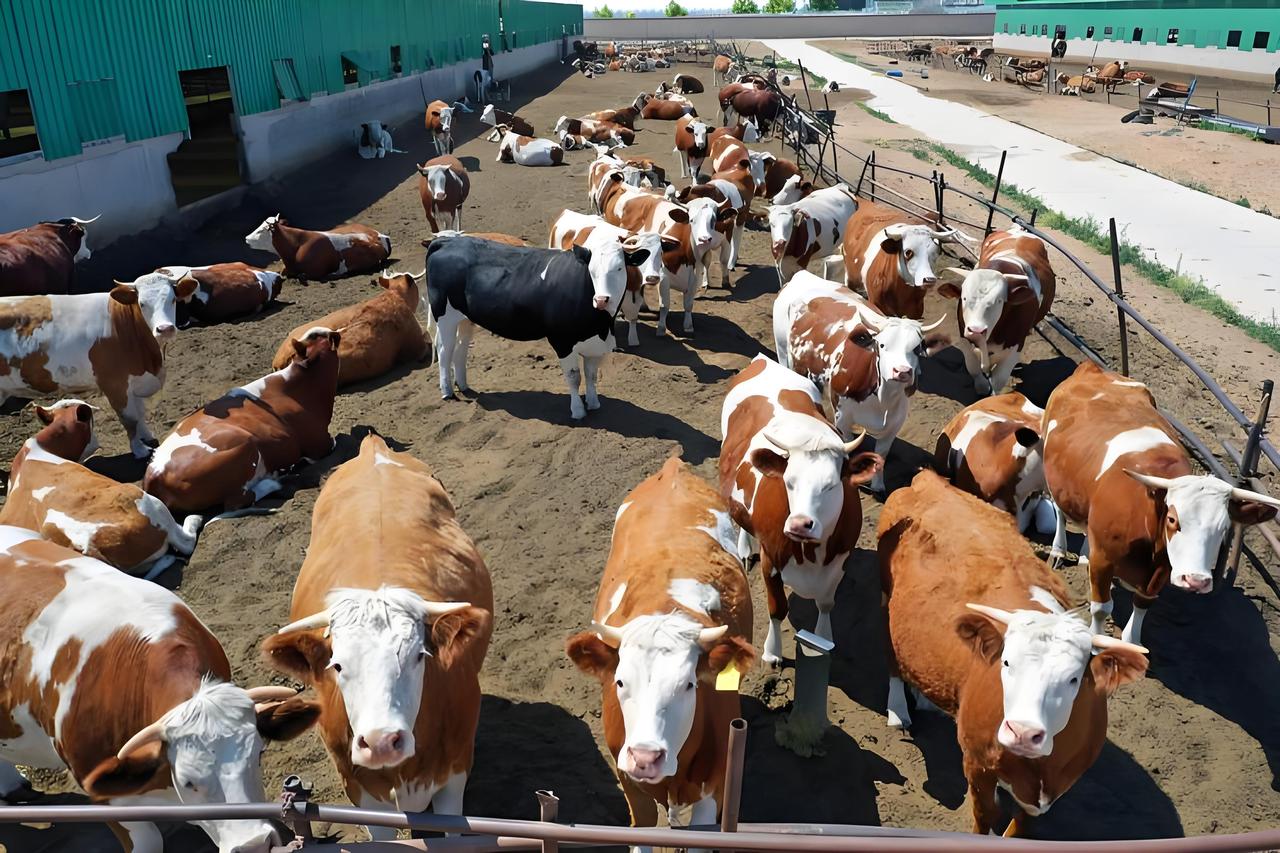 阿根廷对华牛肉涨价42.5%：低价进口牛肉的时代，正在关上大门阿根廷把出口中