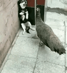 孔雀是很记仇的，雌孔雀亲眼目睹了狗狗咬死雄孔雀的恐怖过程，主人发现后狠狠地抽了狗