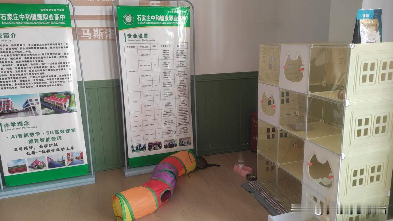 萌宠乐园，猫咪专属小窝，快来打卡！🐱🏡