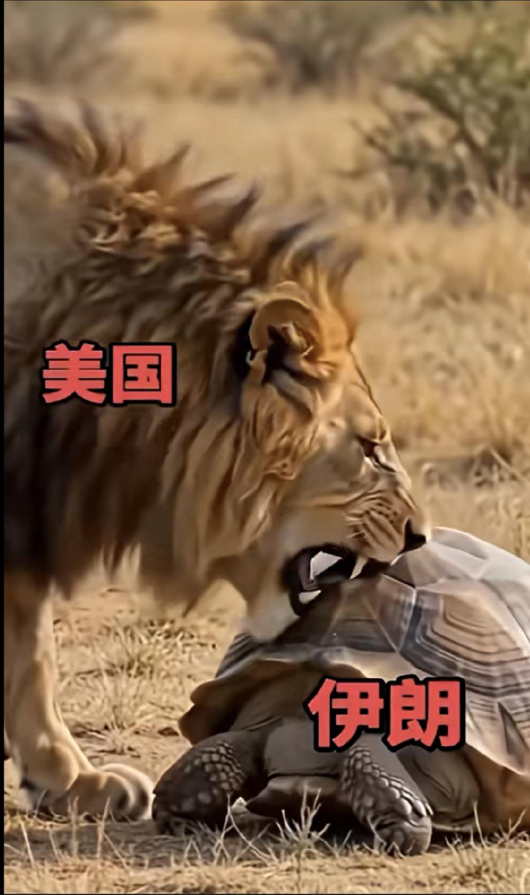 这届网友真是有才。把伊朗形容成乌龟，把美国形容成狮子。乌龟壳很硬，狮子咬不动。