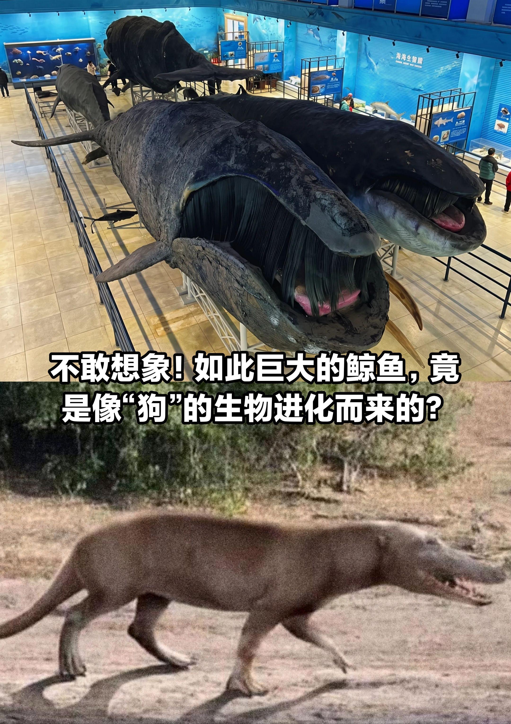 它们竟是一只像“狗”的生物进化而来？