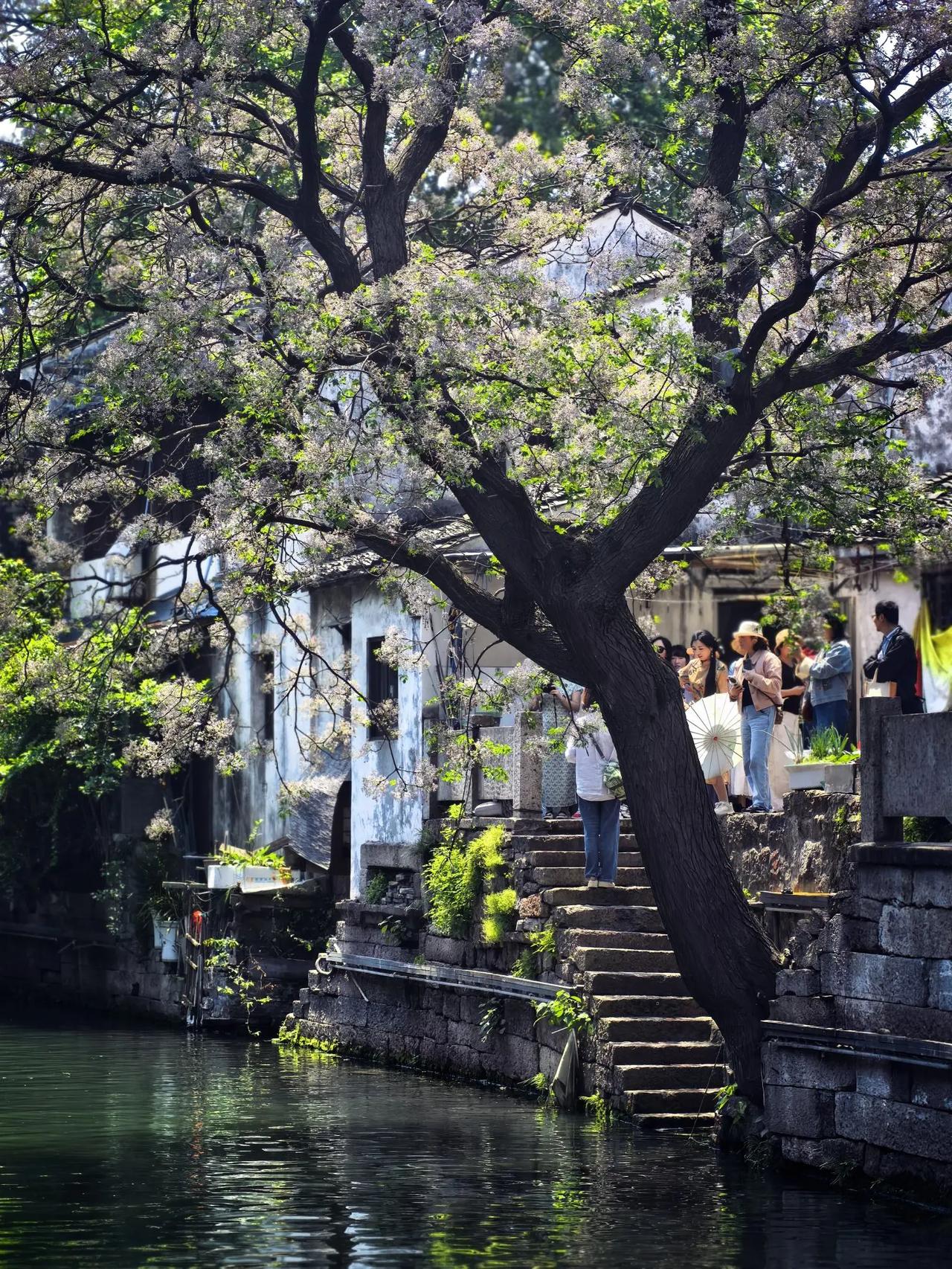 古风庭院真是个宝藏之地。走进其中，花木扶疏，仿佛踏入了一个世外桃源。就像鸡鸣寺
