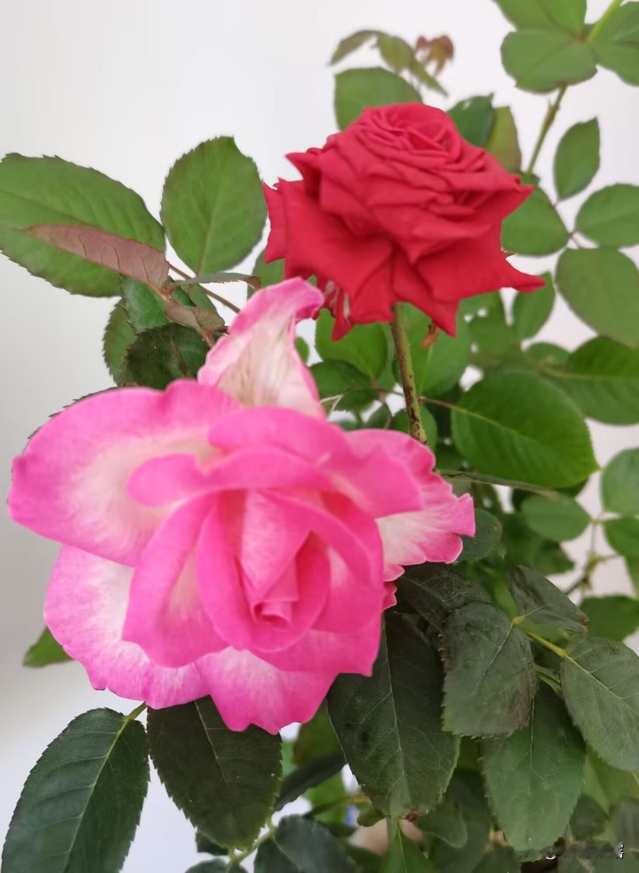 分享我的家花小月季。取悦自己很简单，种几盆花草生活的兴致就来了。种的是快乐，养