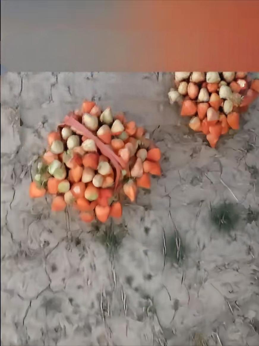 安徽草莓女爆红网络！都说买的没有卖的精，这次要把这话倒过来了，买的要比卖