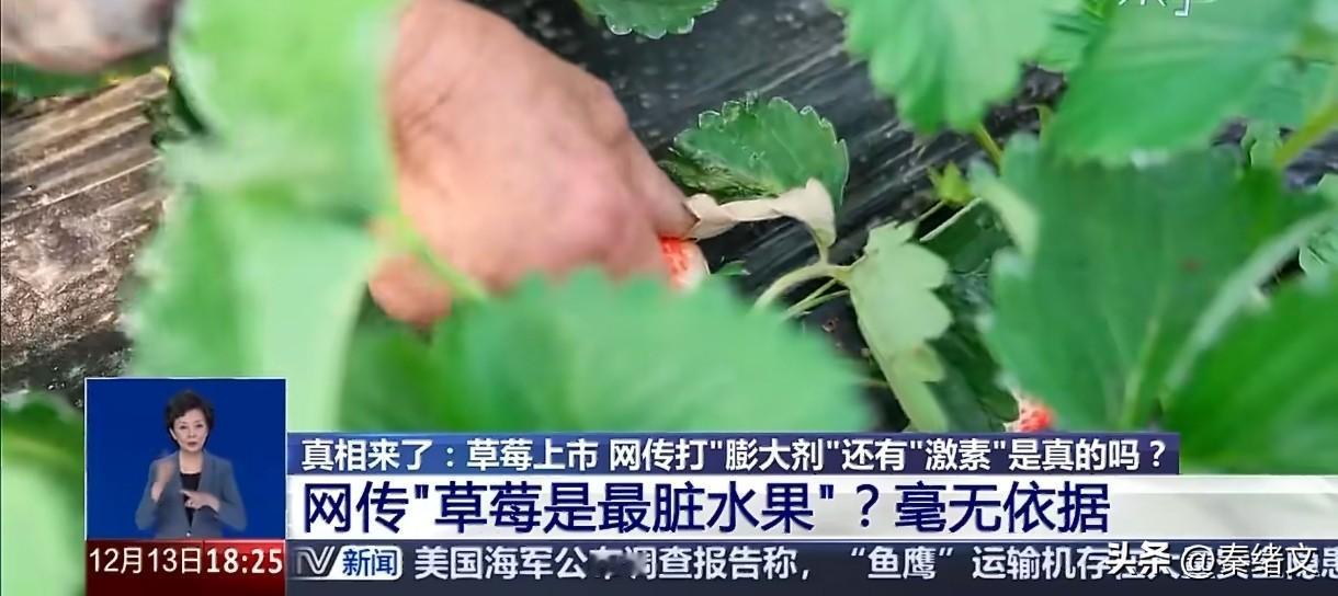 草莓被骂“最脏水果”？多地抽检100%合格，真相扎心了！一到草莓季就有人瞎