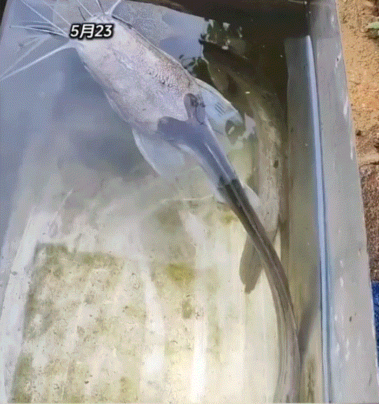 谁能想到，一年前男子将活鱼放进家中铁槽后，便忘得干干净净。时隔一年，当他收拾角落