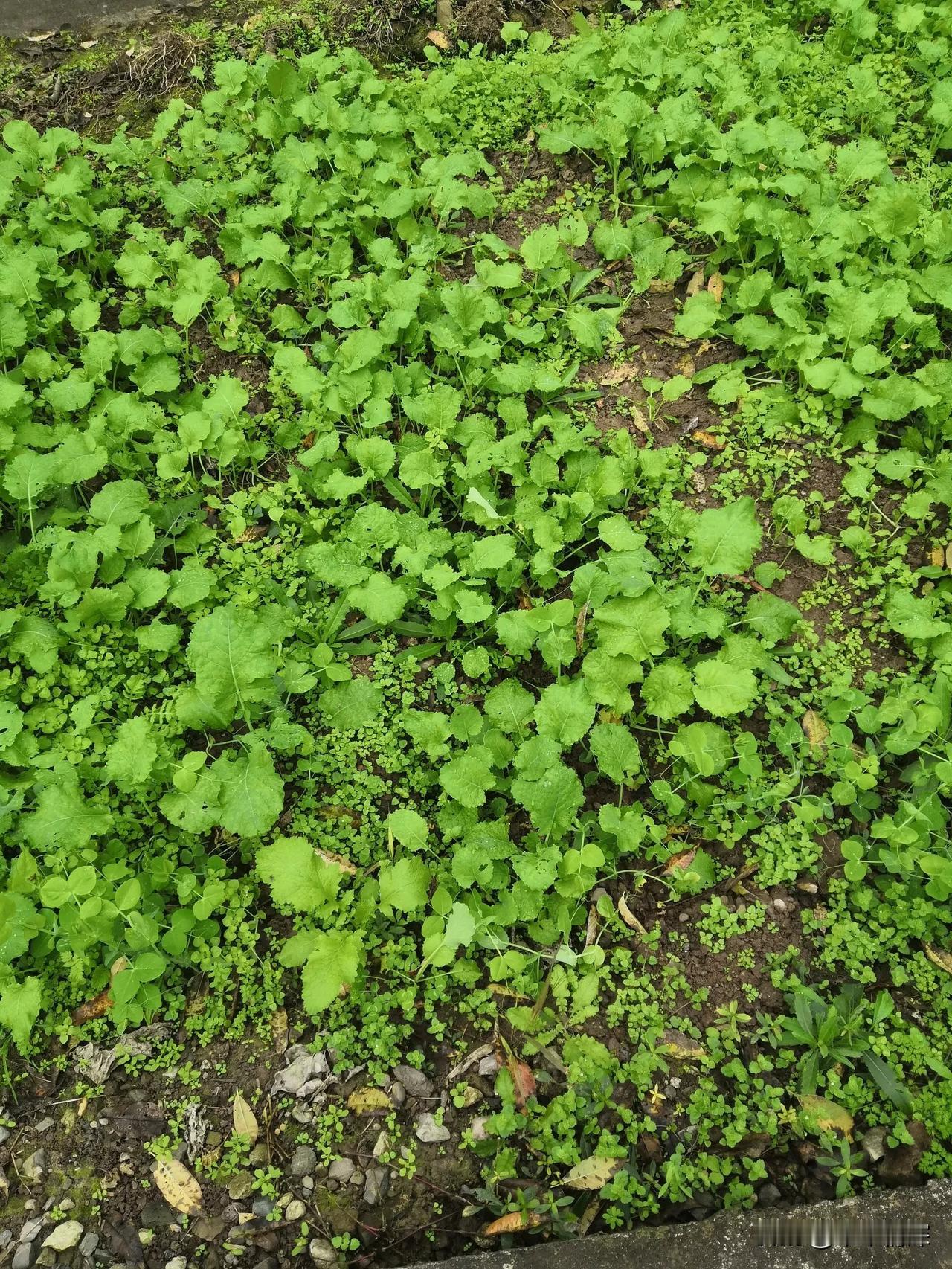 晒晒你手机中最美的一张野花图片从这张图片中可以看到油菜也是在这里生长着，虽然油菜