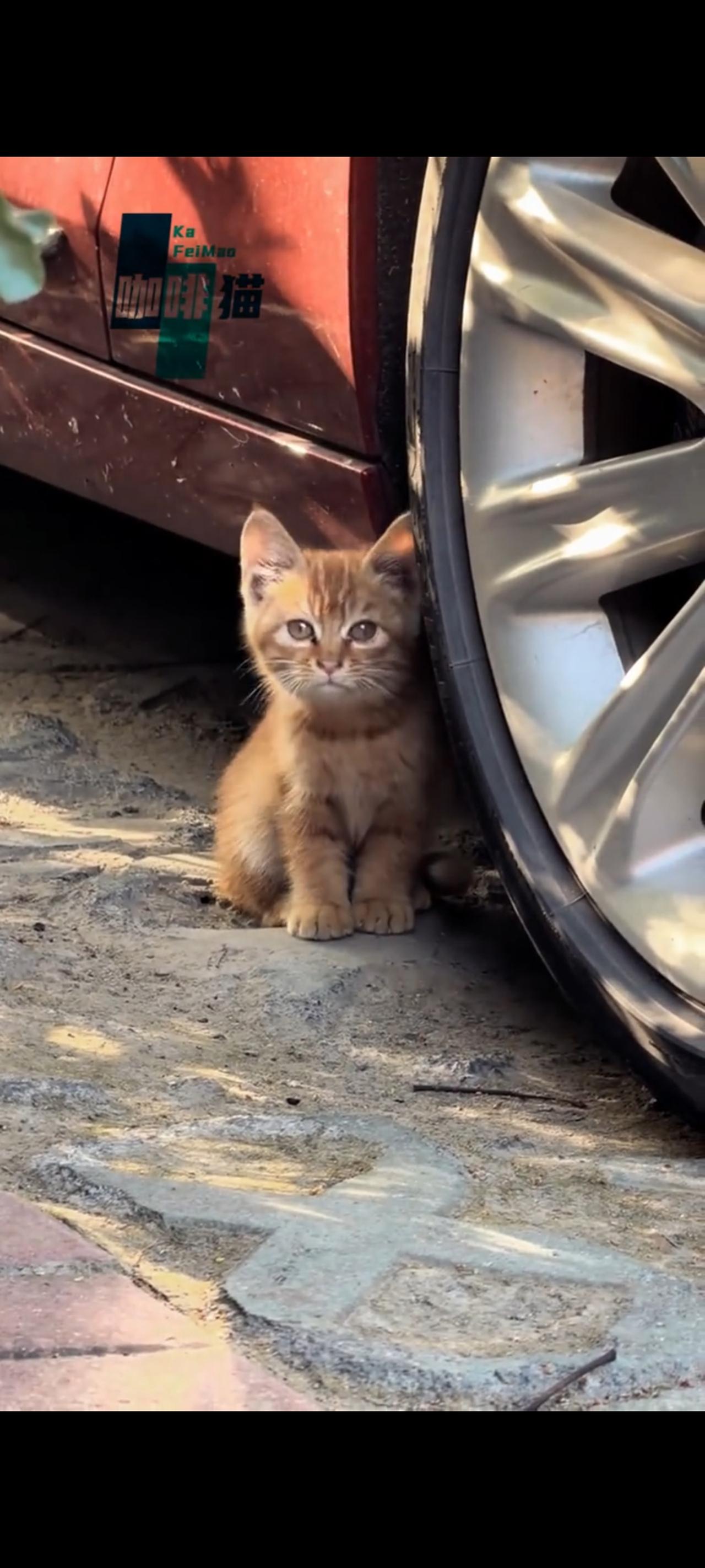 这只小橘猫这么小就出来流浪了，实在让人感到不知所措，也非常的诧异，小小的年纪竟然