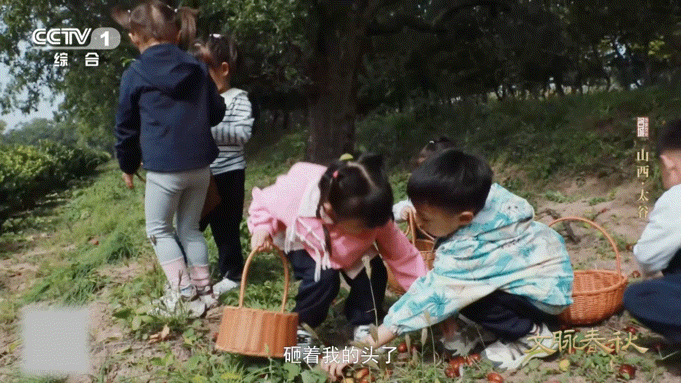 这颗枣在山西甜了千年千年古树至今仍在挂果古树不语，却用满枝甜枣诉说。壶瓶枣从春