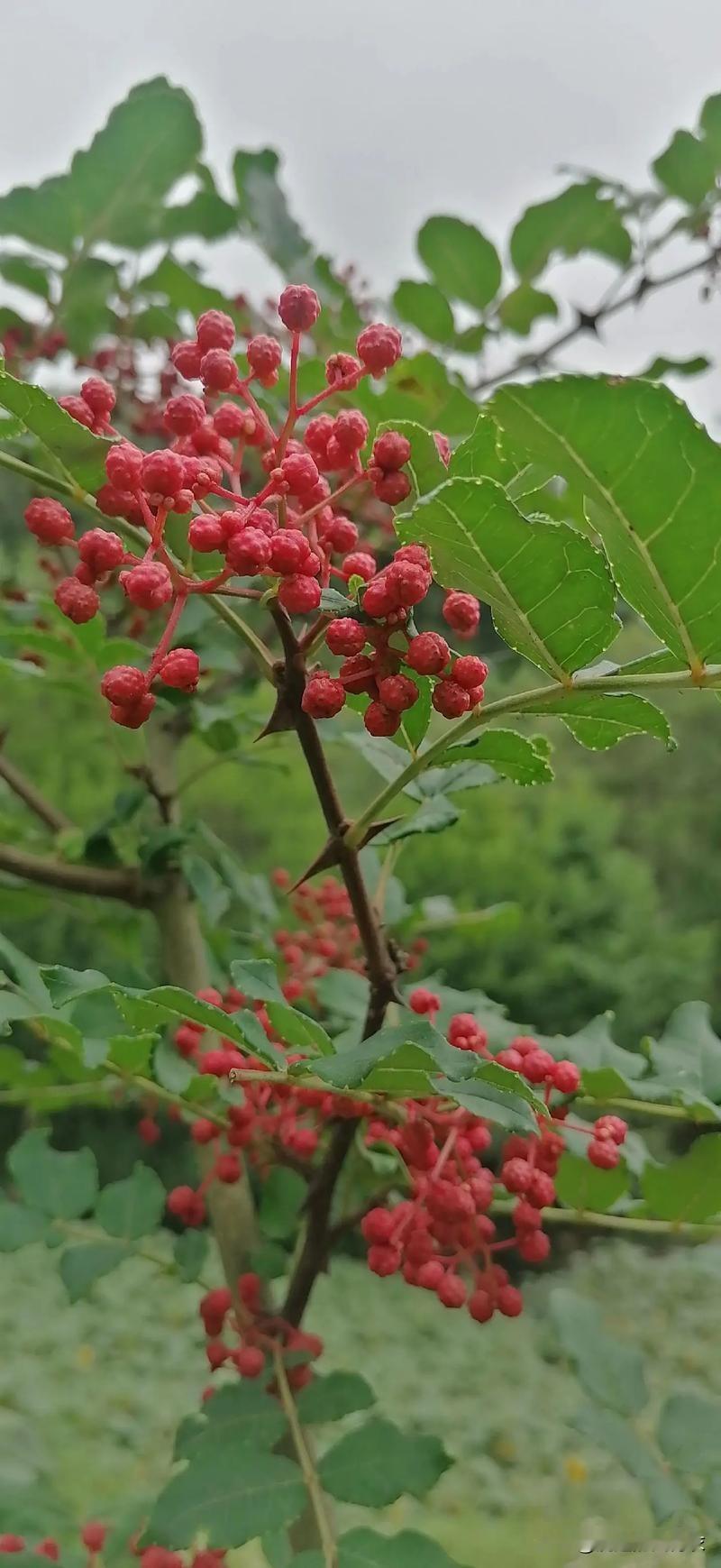 我喜欢吃麻辣的味道，平时捣个蒜泥我都喜欢放上两粒花椒。可有一次我买花椒的时候，随