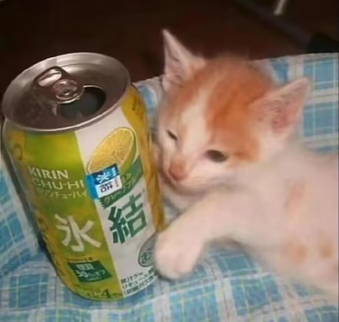 审猫积累