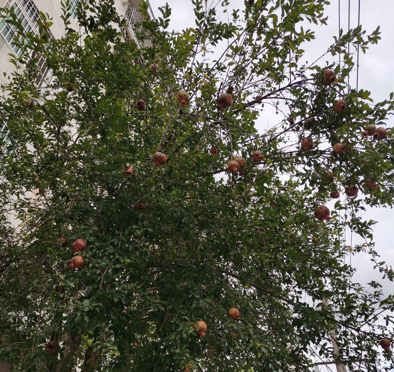 感觉现在教师培训只给老师增加负担，浪费国培资金。教师收获太少，大学教授真不适宜给