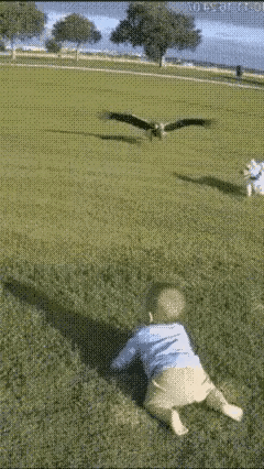 老鹰叼孩童，忠犬救小主。一个小孩正在自家门前的草地上嬉戏，一只老鹰在空中盘旋，