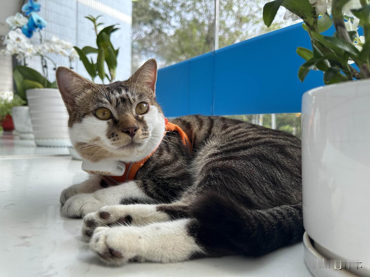 当野猫变家猫后，这货越来越会享受。晚上当野猫，恨不得跑十万八千里，白天当就开始躺