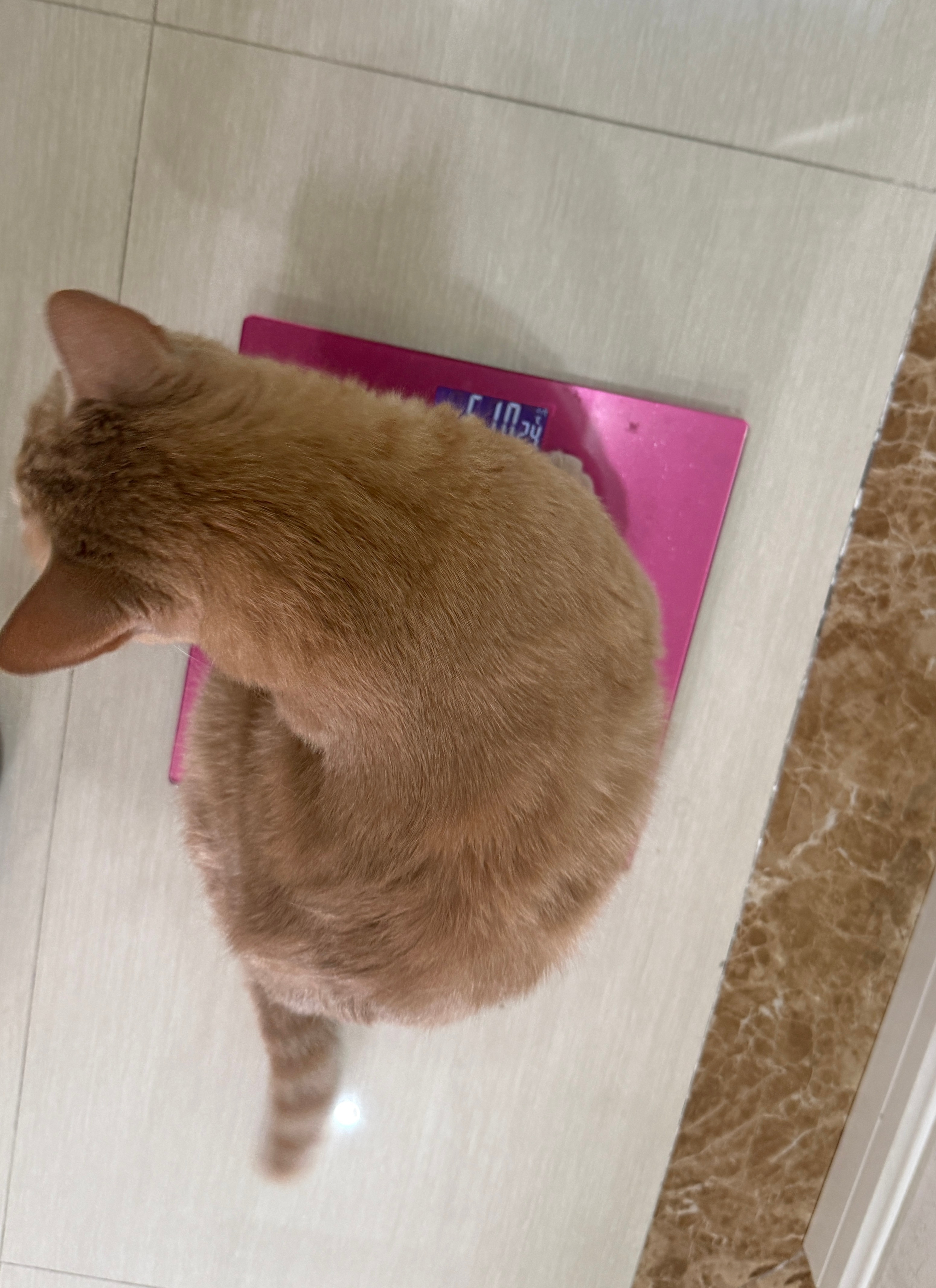 刚站上体重秤称完，回头就看见我家橘猪主动自己踩上来，主打一个自觉上报体重🍊🐷
